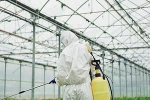 Young greenhouse female worker in full white protective uniform watering plants inside of hothouse photo