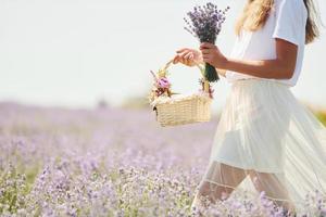 Close up view of woman in beautiful white dress that using basket to collect lavender in the field photo