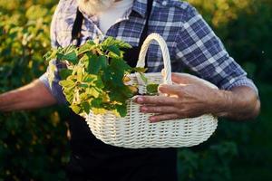 With basket in hands. Senior stylish man with grey hair and beard on the agricultural field with harvest photo