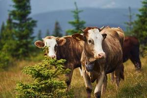 Cows outdoors at Carphatian mountains. Conception of traveling and farming photo