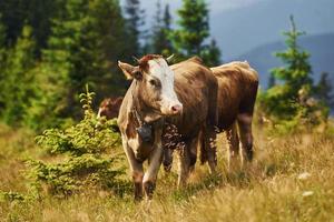 vacas al aire libre en las montañas carphatian. concepción de viajar y cultivar foto