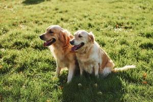 Two beautiful Golden Retriever dogs have a walk outdoors in the park together photo