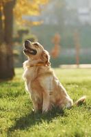 Beautiful Golden Retriever dog have a walk outdoors in the park photo
