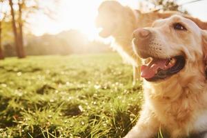 Two happy Golden Retriever dogs have a walk in the park. Beautiful sunshine photo