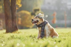 In hat and scarf. Beautiful Golden Retriever dog have a walk outdoors in the park photo