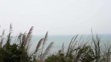 Silver feather grass swaying in wind, sea background video