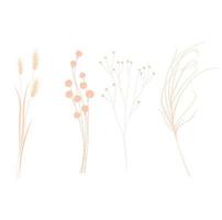 Set with beautiful decorative dry flowers. Vector stock illustration. Isolated on a white background. Pampas, feather grass, flax branches.