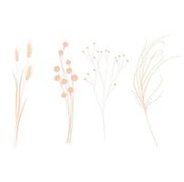 Set with beautiful decorative dry flowers. Vector stock illustration. Isolated on a white background. Pampas, feather grass, flax branches.