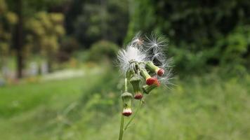 fiori e verde foglie nel natura agitando lentamente nel naturale vento tiro su peradeniya botanico giardini nel kandy città nel sri lanka video