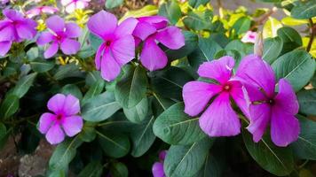 Tapak dara Catharanthus roseus Don is an annual shrub native to Madagascar photo