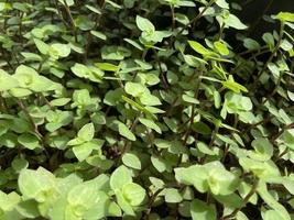 calisia grows in the garden. home ornamental plants photo