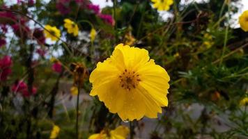 fondo natural de cosmos sulfureus, flores amarillas del cosmos que florecen en el jardín foto