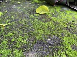 Moss green texture. Moss background. Green moss on grunge texture, background. photo