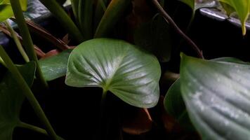 Green leaves pattern background, Natural background and wallpaper photo