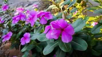 Tapak dara Catharanthus roseus Don is an annual shrub native to Madagascar photo