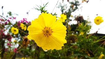 fondo natural de cosmos sulfureus, flores amarillas del cosmos que florecen en el jardín foto