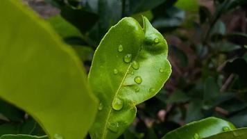 Green leaves pattern background, Natural background and wallpaper photo