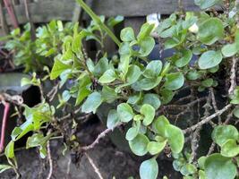 Plants Rotala rotundifolia is a type of plant that is cultivated for decoration Aquarium photo