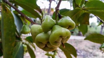 water guava Syzygium aqueum on the tree photo