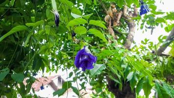 flor de telang, bunga telang clitoria ternatea es una vid que generalmente se encuentra en jardines o bordes de bosques tiene muchos beneficios para la salud. foto
