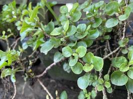 Plants Rotala rotundifolia is a type of plant that is cultivated for decoration Aquarium photo