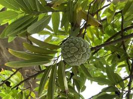 The sugar-apple or sweet-sop, sirikaya in indonesia is the edible fruit of Annona squamosa, the most widely grown species of Annona and a native of tropical climate in the Americas and West Indies. photo