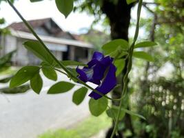 Telang flower, bunga Telang Clitoria ternatea is a vine that is usually found in gardens or forest edges has many health benefits. photo