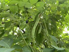 Telang flower, bunga Telang Clitoria ternatea is a vine that is usually found in gardens or forest edges has many health benefits. photo