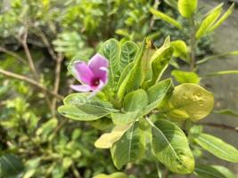 Tapak dara Catharanthus roseus Don is an annual shrub native to Madagascar photo