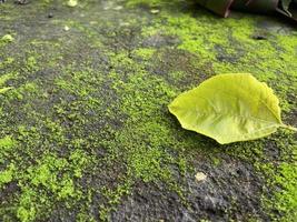 Moss green texture. Moss background. Green moss on grunge texture, background. photo