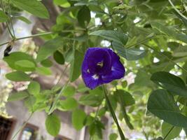 Telang flower, bunga Telang Clitoria ternatea is a vine that is usually found in gardens or forest edges has many health benefits. photo