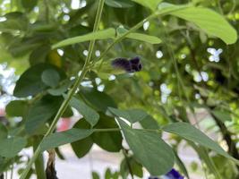 Telang flower, bunga Telang Clitoria ternatea is a vine that is usually found in gardens or forest edges has many health benefits. photo