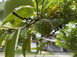 The sugar-apple or sweet-sop, sirikaya in indonesia is the edible fruit of Annona squamosa, the most widely grown species of Annona and a native of tropical climate in the Americas and West Indies. photo