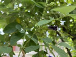 flor de telang, bunga telang clitoria ternatea es una vid que generalmente se encuentra en jardines o bordes de bosques tiene muchos beneficios para la salud. foto