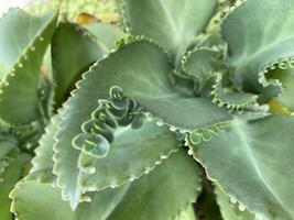 Cocor bebek Kalanchoe pinnata is famous for its method of reproduction through leaf buds. Popular to use as ornament house plant photo