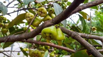 water guava Syzygium aqueum on the tree photo