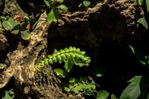 Squirrel Fern-Green - Up on a rocky mountain, waterfall, deep forest, beautiful with perfect nature, ready to receive tourists who like to travel in the forest and mountains. photo