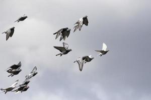 flock of homing pigeon flying against cloudy sky photo