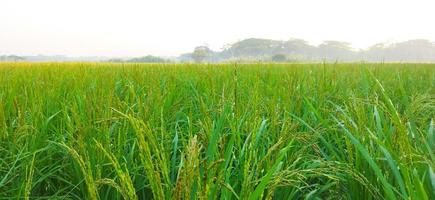 Green rice field. Close-up to rice seeds in ear of paddy. Beautiful green rice field and ear of rice. photo