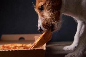 Jack russell terrier puppy eat pizza. Unhealthy food and dog. Pet nutrition photo