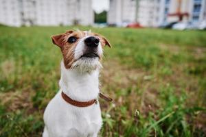 Dog on the grass in summer day. Jack russel terrier puppy portrait photo