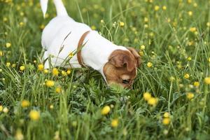 retrato de perro jack russell terrier en el parque foto