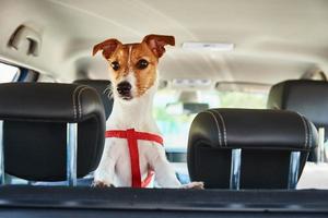 Jack Russell terrier dog looking out of car seat photo