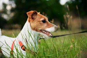 Dog on the grass in a summer day. Jack russel terrier puppy portrait photo