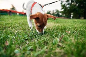 perro en hierba en día de verano. el dueño camina con el perro al aire libre foto