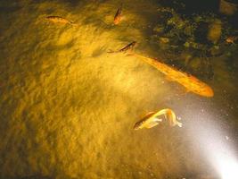 pequeños peces dorados nadan en el fondo del mar. animales exóticos inusuales en el oceanario. observando la vida de los peces en mar abierto foto