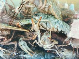 pequeños cangrejos de río con garras y bigotes se sientan uno encima del otro en un acuario. poco espacio en agua de mar, cangrejos de río para comida, bocadillos de pescado foto