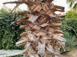 Trunks of palm trees with natural beautiful bark. Background, texture photo