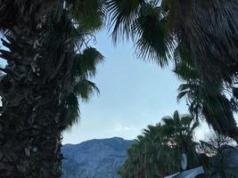 Palm leaves on a background of mountains photo