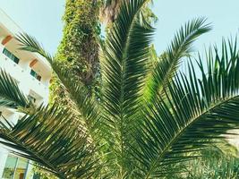 exotic green plants in a hot country. palm trees with long, green leaves. tall trees against the backdrop of an expensive white hotel, vacation in a hot country photo